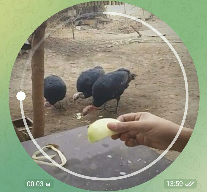 Kurka dalada boqilgan faqat so'yib mazza qilib yisila