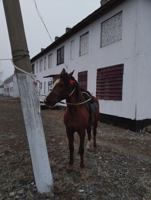 Дончак жеребец  продается