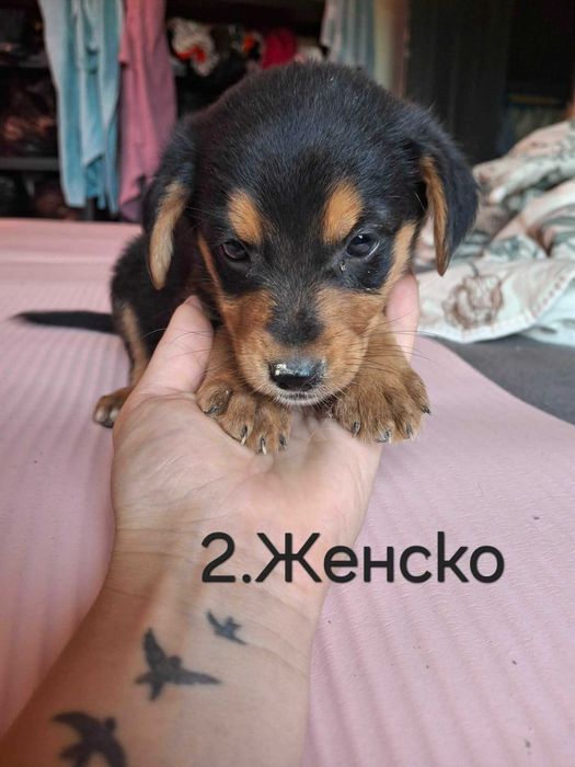 Подарявам кученца на 40 дни