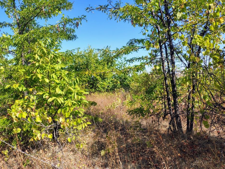 Лозе 1.5 дек град Перущица