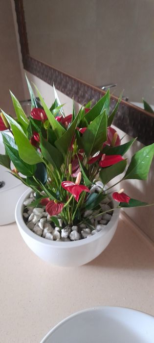 Флорист/цветы/gul/gulchi/теплица/услуги флориста/gul parvarishi