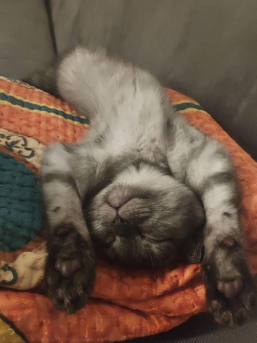 котёнку 2,5 месяца