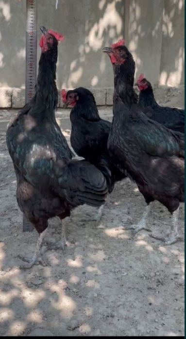 Кора Шахзода Гигант хурозлари сотилади . Домашный хурозлар