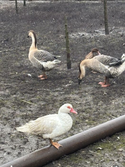 Rate lesesti, ratoi romanesc, gascan lesesc si cocosi pitici