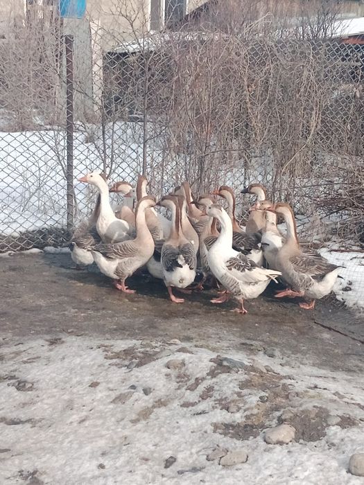 Гуси домашние...