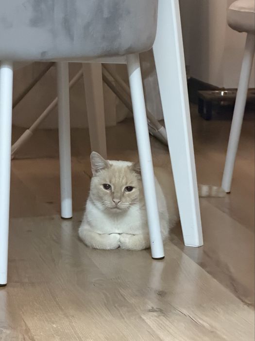 Отдам кота в добрые руки