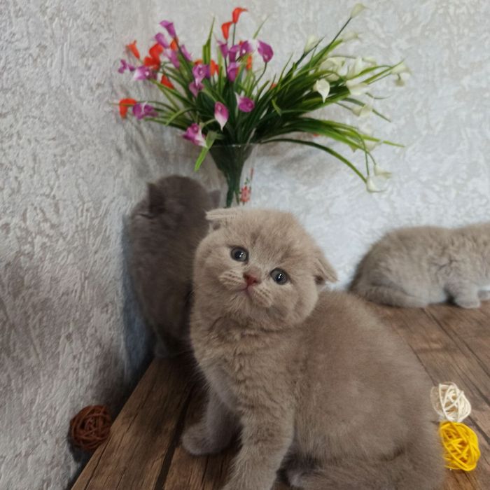 Продаются Шотландские котодетки