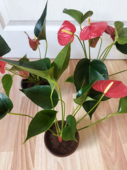 Комнатные цветы продам