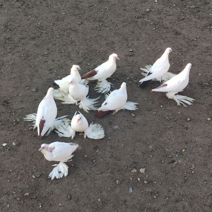 Голуби северокавказские