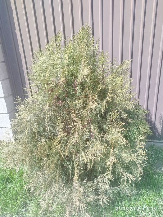 Продаю туя книжка