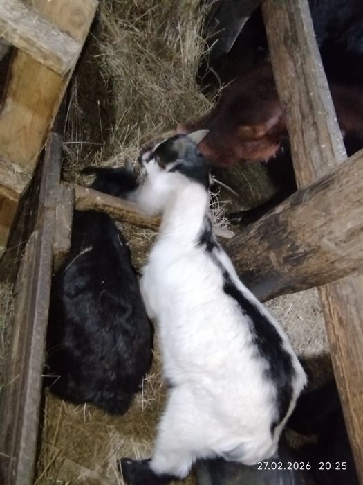 Козёл производитель