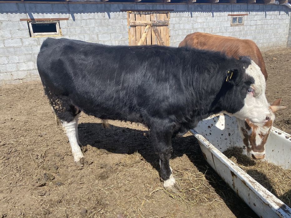 Продам быка на племя помесь с ангусом