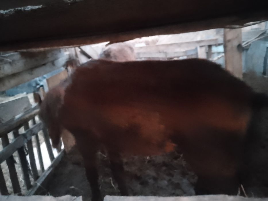 Продам 360000 торг