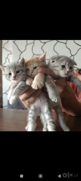 Срочно продается котята
