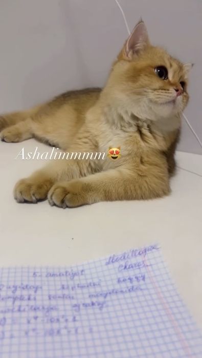 British Shorthair Golden Chinchilla