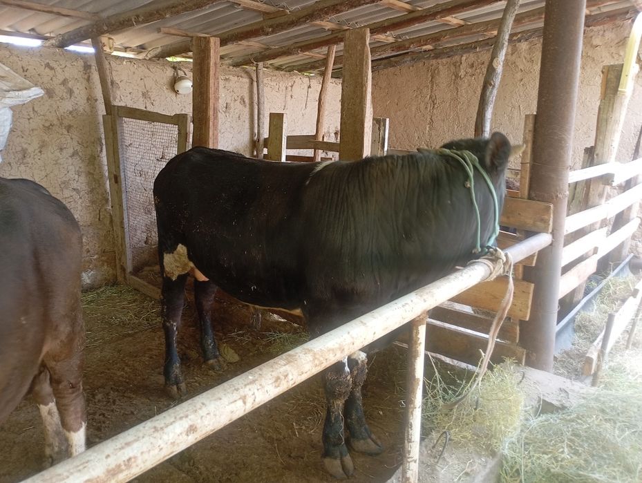 Бык 1,5 года на откорме