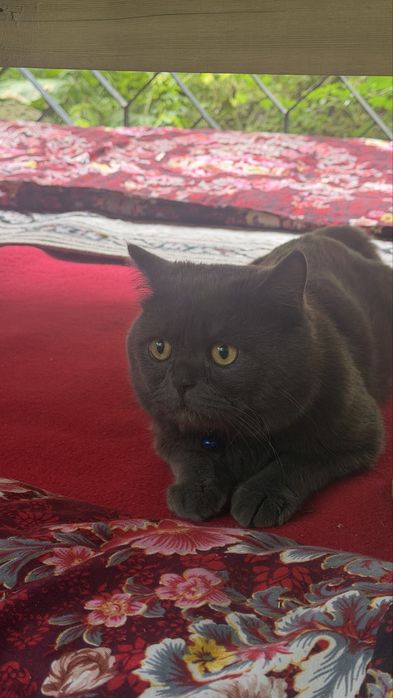 British кошка 6 месячная