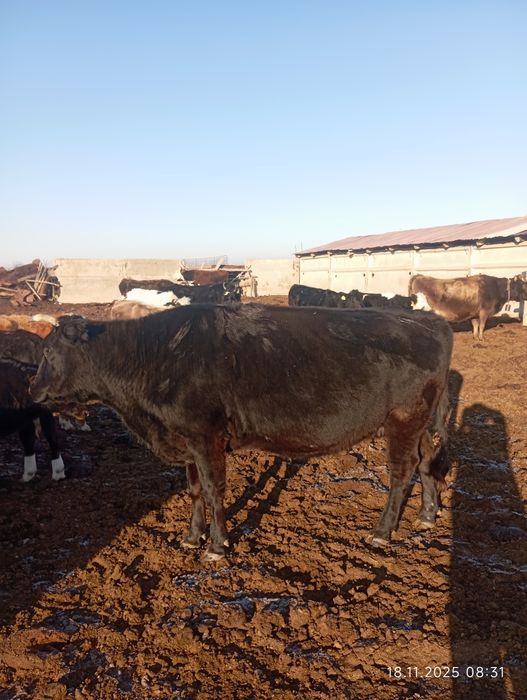 Соғым семиз сиыр сатылады