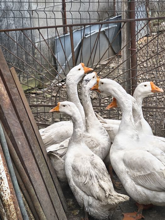 Gâscan din puii de anul trecut