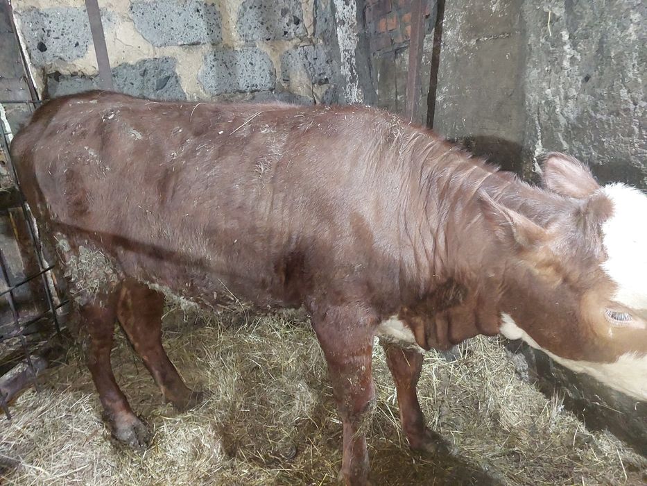 Продам телку. С откорма