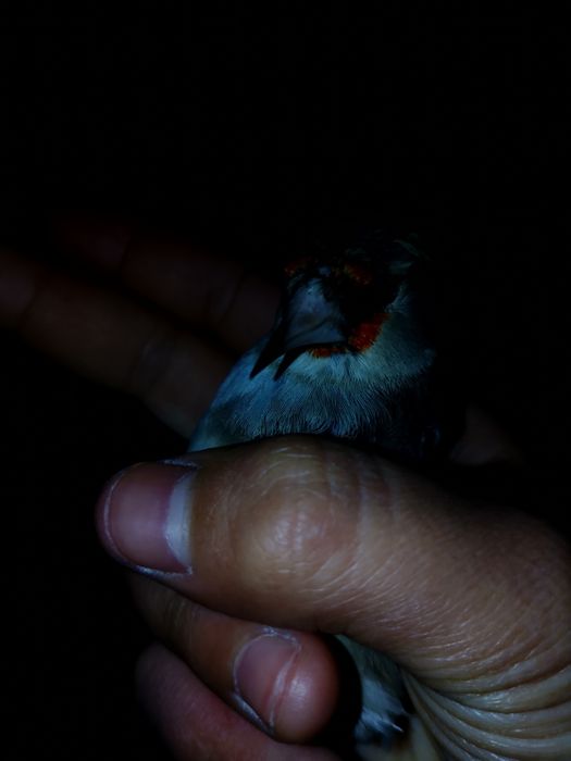 Assalomu alaykumqush nar kanareyka sotiladi