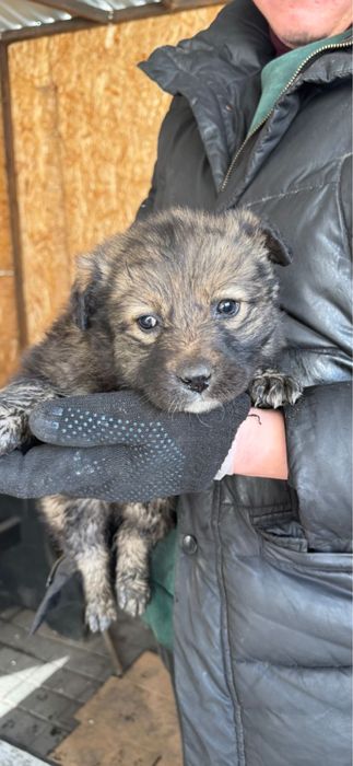 Щенки отдаем в добрые руки бесплатно