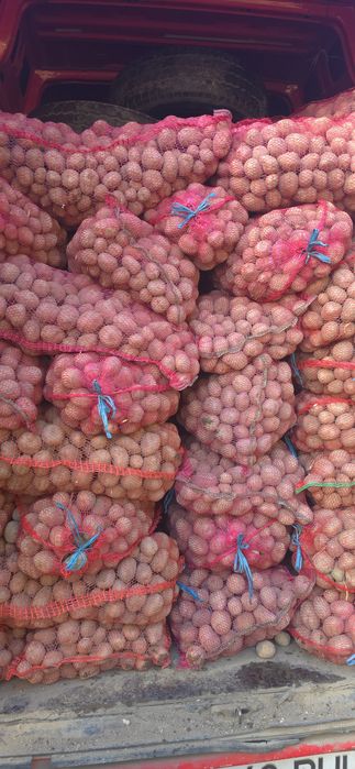 Sămânță înmulțirea 1