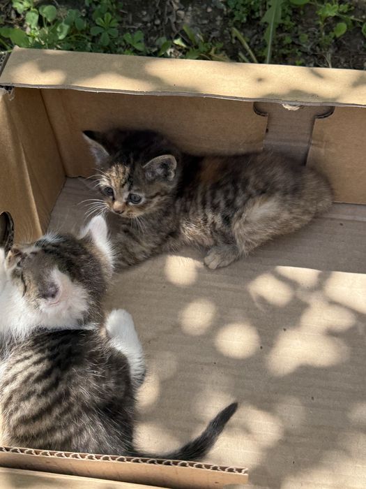 Котята домашние милашки