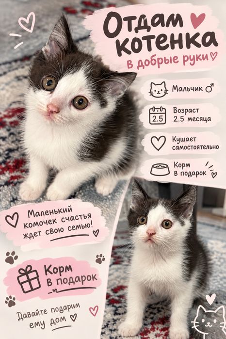 Отдам котенка в добрые руки
