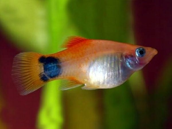 Рыбки гуппи, пецилия микки маус
