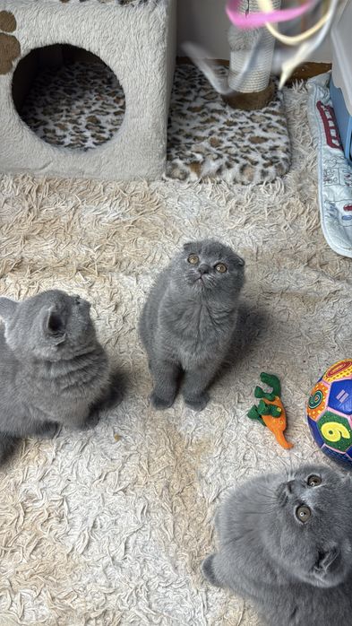 Продаются элитные котята