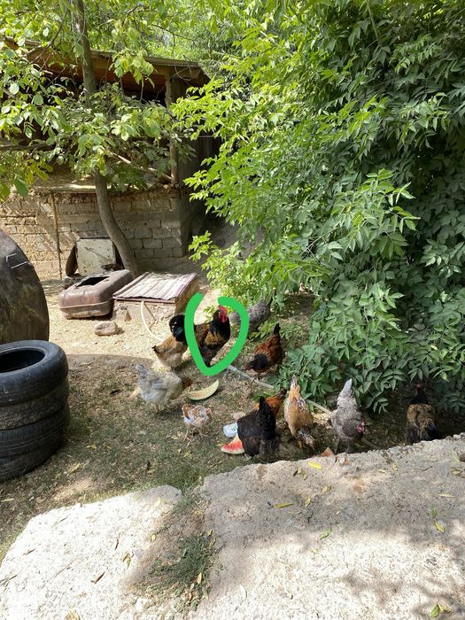 Курица 20, петух 11