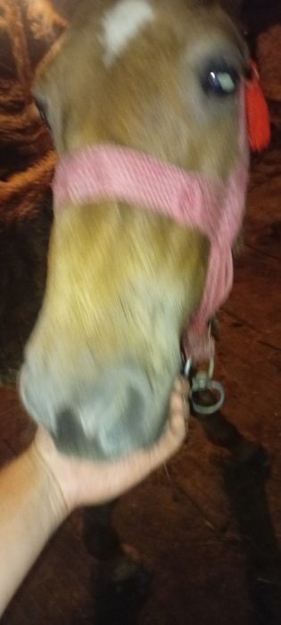 Mânz de 5 luni de vânzare