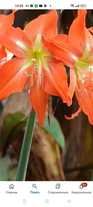 Продам черенки гиппеаструма