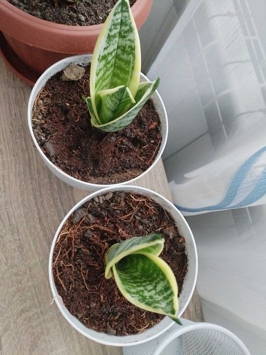 Налични жълти сансевиери, moonshine, cilindrica, Black moon, алое