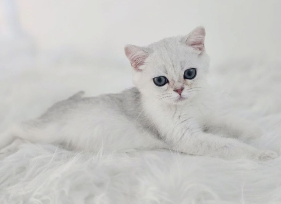 Котики британские