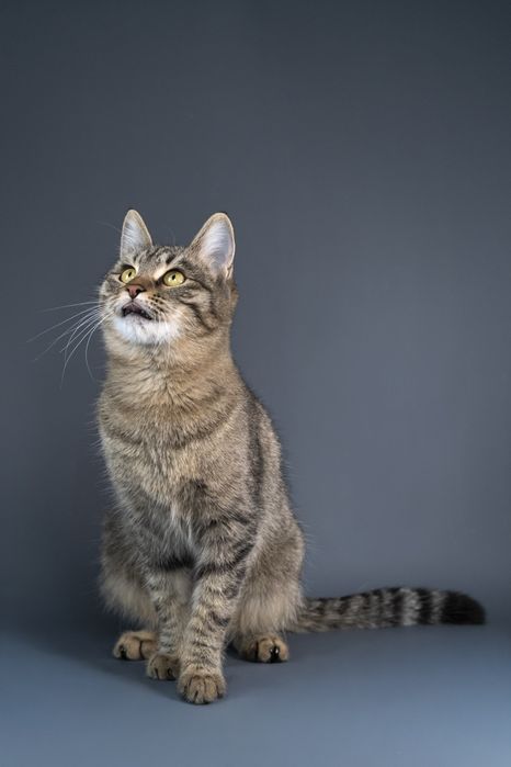 Кошечка Мыша ищет дом