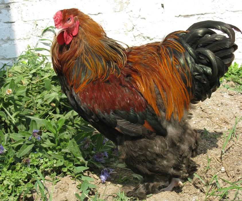 Инкубационное яйцо бройлера и несушки и других птиц