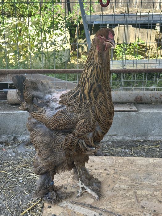 Disponibile 3 gaini brahma potarnichiu