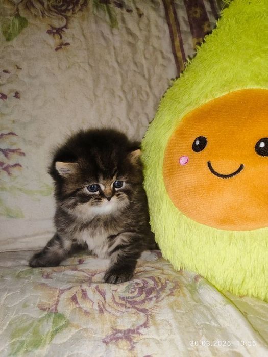 продам мальчика скоттиш страйт