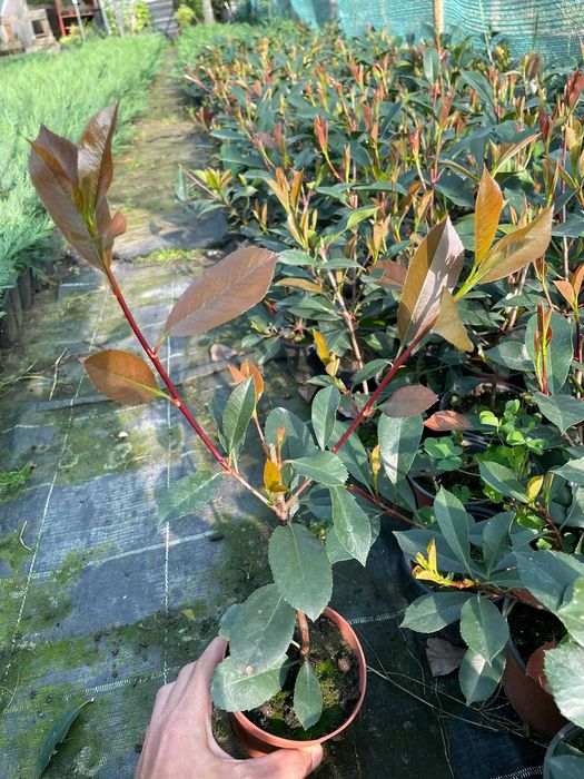 Super Oferta Photinia Red Robin&Leylandii gard viu BIHOR 50-60CM