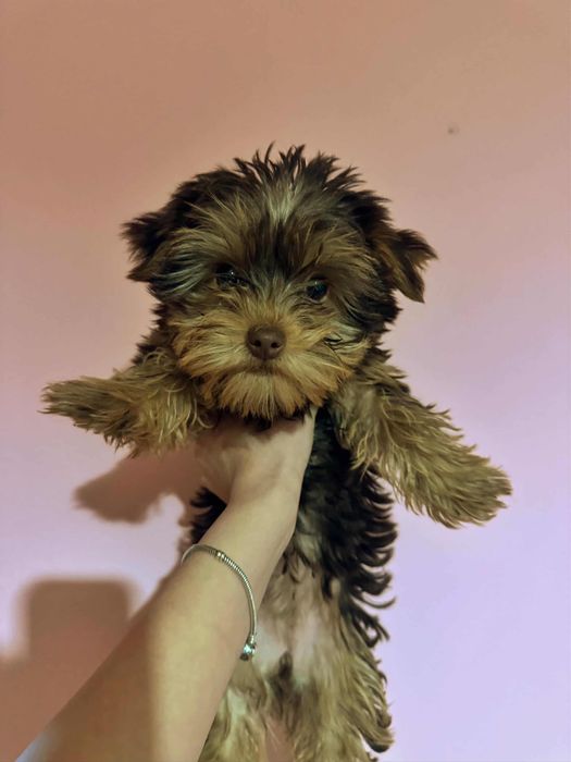 Йоркширски териер(женски)