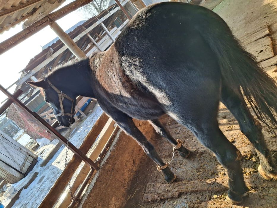 Байтал сатылады. …….