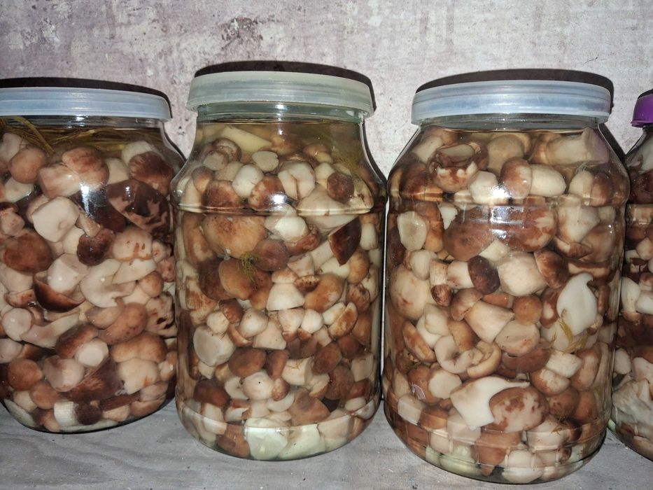 продам грибы солёные