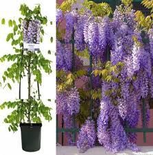 Wisteria (Glicina Galbena)