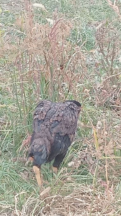 тауықтар сатылады