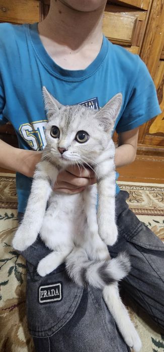 Британский котёнок

Красивый, здоровый и игривый котёнок.