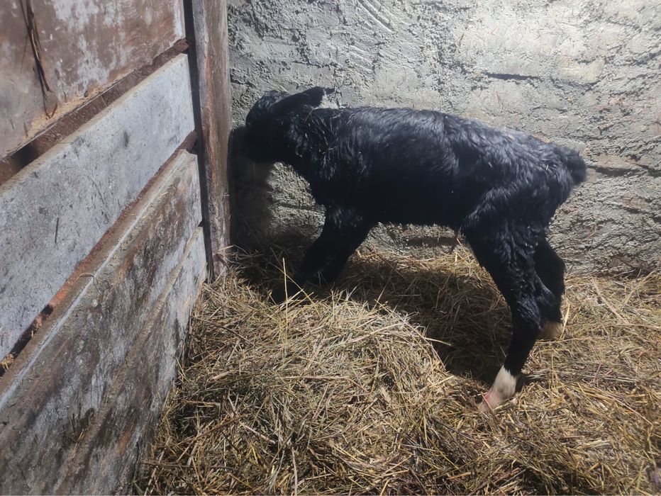 Бұзау сатам продаю телят