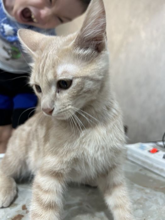 Еркек мысык сатылады