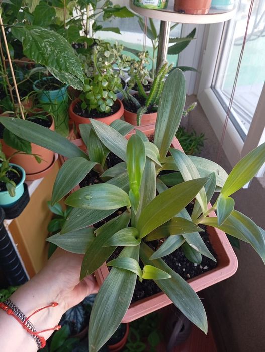 Продам цветы комнатные